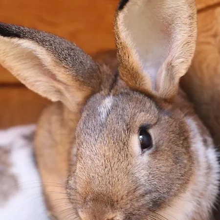 Agro Zula * Hrabušice