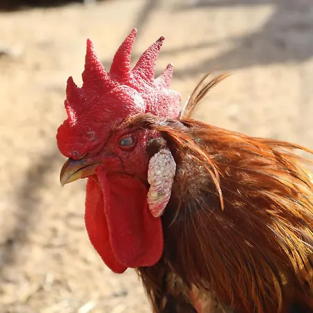 Agro Zula * Hrabušice