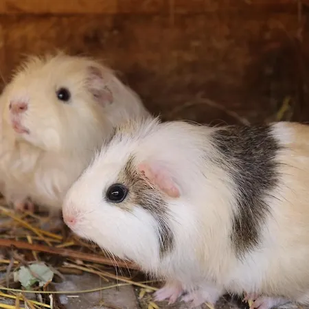 Apartament Agro Zula *